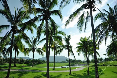 紫油降真香粉的香味和适用场景 紫油降真香粉的香味和适用场景